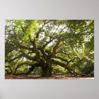 Póster Árbol de roble de ángel ~ Isla Johns, Carolina del