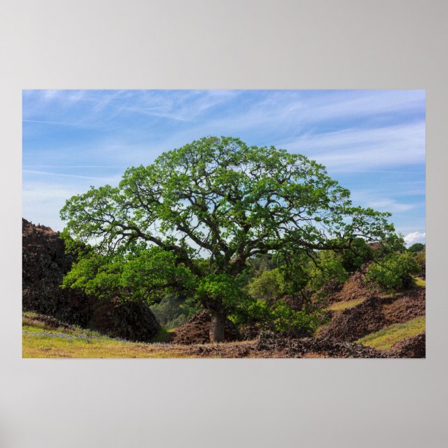 Póster Árbol de roble de valle (Frente)