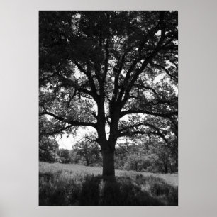 Póster Árbol de roble, pradera de primavera, negro y blan