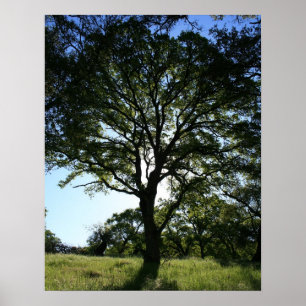 Póster Árbol de roble, primavera