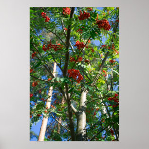 Póster Árbol de Rowan