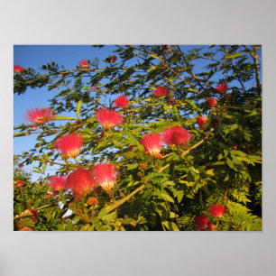 Póster Árbol de seda persa