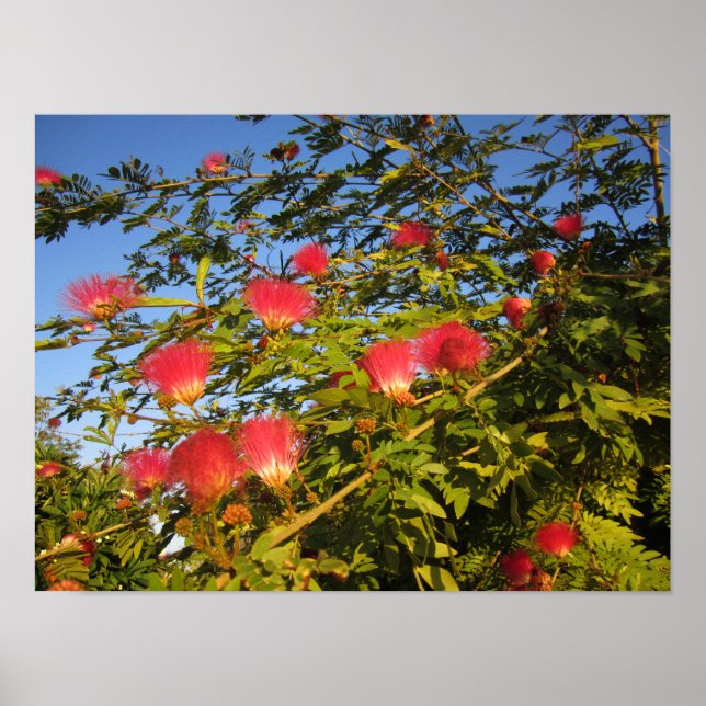 Póster Árbol de seda persa (Frente)