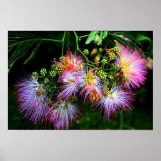 Póster Árbol de seda persa (Mimosa) en pleno florecimient