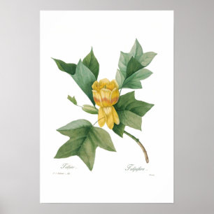 Póster Árbol de tulipán