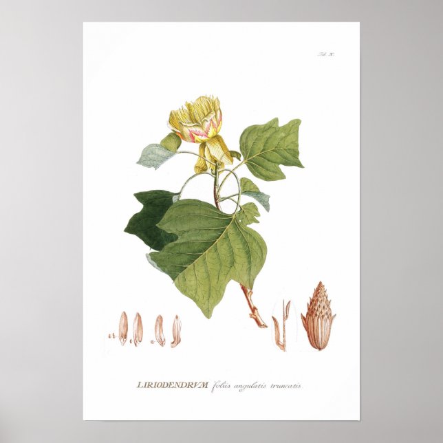 Póster Árbol de tulipanes (Frente)