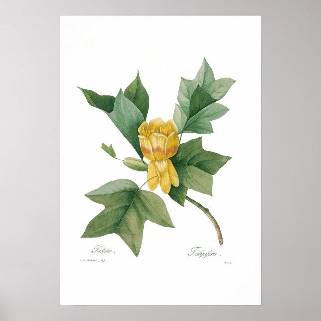 Póster Árbol de tulipanes (Frente)