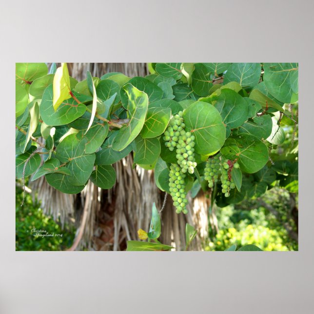 Póster Árbol de uvas marinas deja Poster de vino (Frente)