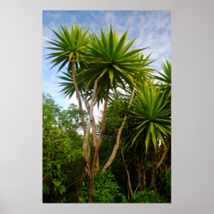 Póster Árbol de Vela (Dracaena Concina), Isla Aux