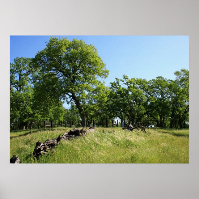 Póster "Árbol de vida" (Frente)