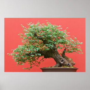 Póster Árbol de Zelkova bonsai