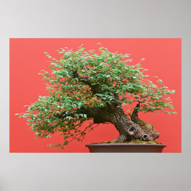 Póster Árbol de Zelkova bonsai (Frente)