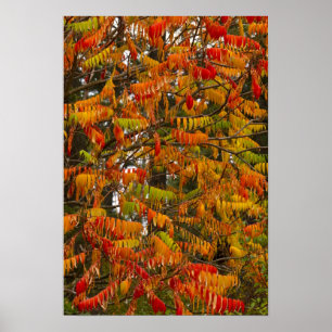 Póster Árbol de zumaque en color de otoño en Whitefish,