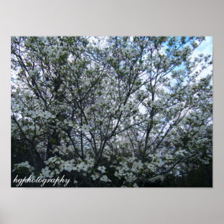 Póster árbol del dogwood