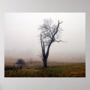 Póster Árbol del invierno en el prado de niebla #2