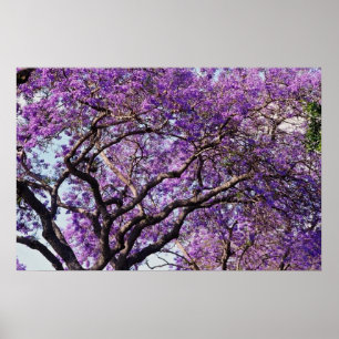 Póster Árbol del Jacaranda en flores de la floración de