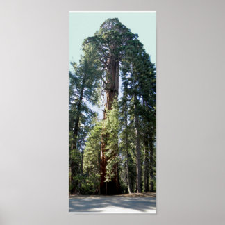 Póster Árbol del parque nacional Sequoia