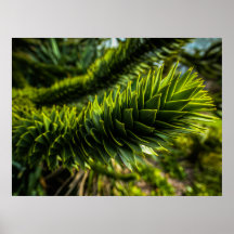 Árbol del rompecabezas del mono - Fotografía del á