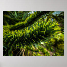 Póster Árbol del rompecabezas del mono - Fotografía del á