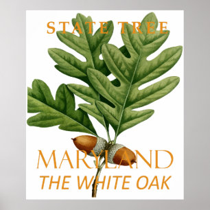 Póster Árbol del territorio de Maryland, roble blanco