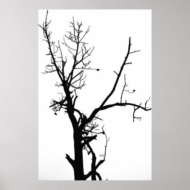 Póster Árbol desnudo blanco y negro (Frente)