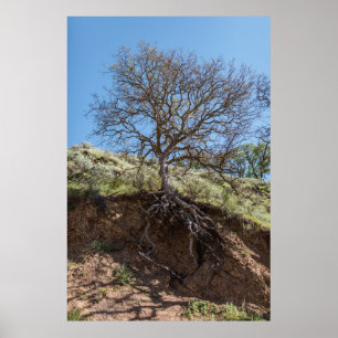 Póster Árbol desnudo en la montaña durante el día