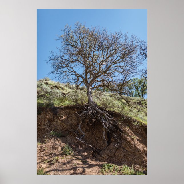 Póster Árbol desnudo en la montaña durante el día (Frente)