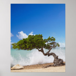Póster Árbol Divi Divi, Eagle Beach, Aruba, Caribe