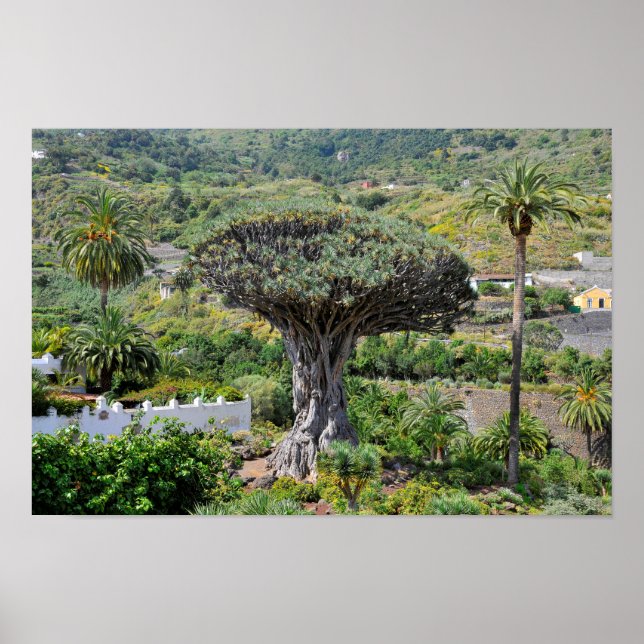 Póster Árbol dragón en Tenerife (Frente)
