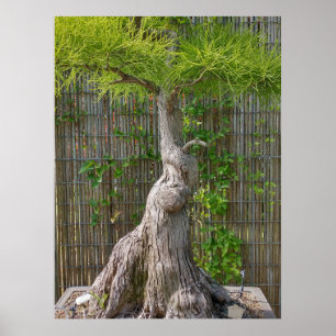Póster Árbol Eejit Bonsai