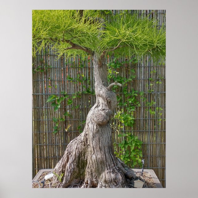 Póster Árbol Eejit Bonsai (Frente)