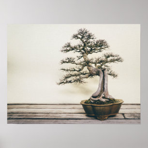 Póster Árbol Elm Bonsai chino en invierno