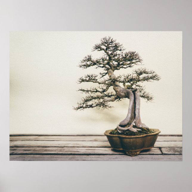 Póster Árbol Elm Bonsai chino en invierno (Frente)