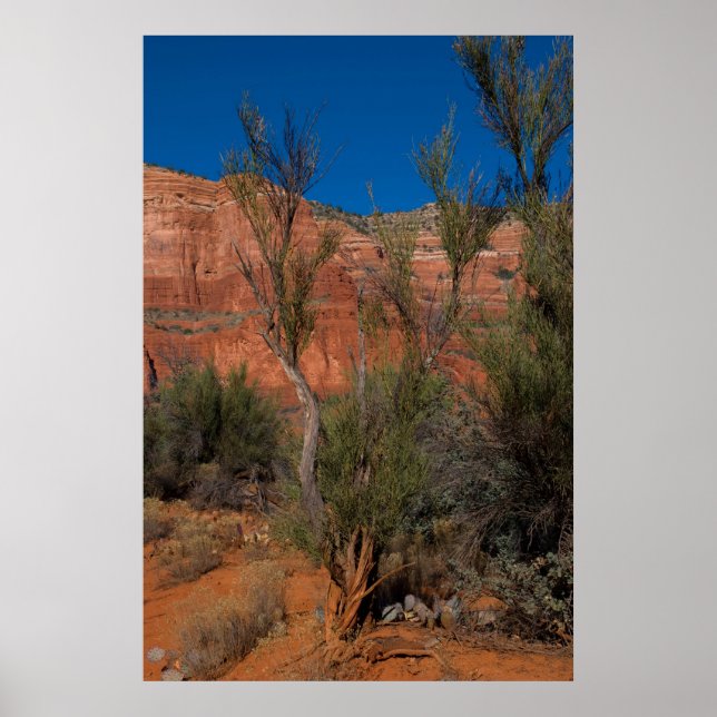 Póster Árbol en Courthouse Butte 2016 (Frente)