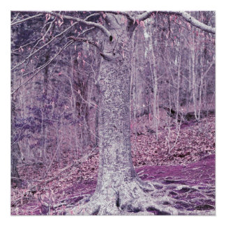 Póster Árbol en Dunbar