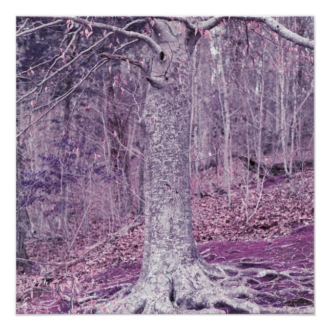 Póster Árbol en Dunbar (Anverso)