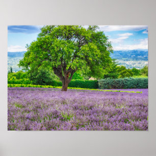 Póster Árbol en el campo Lavender, Francia