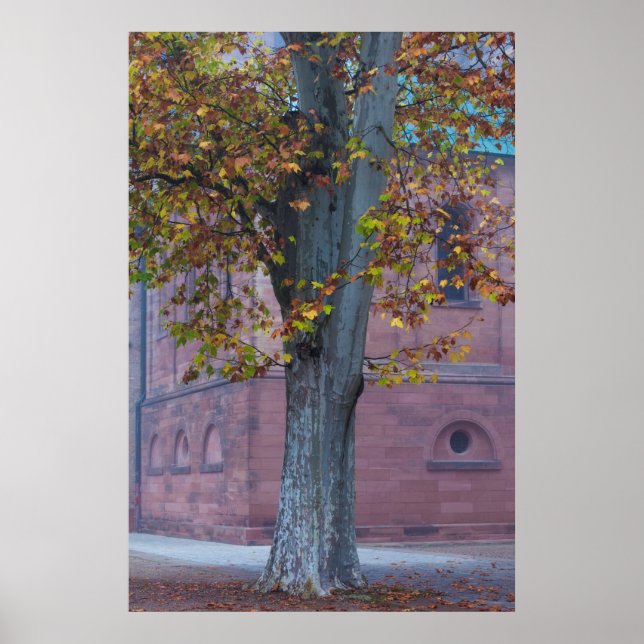 Póster Árbol en el Parque Catedral | Alemania (Frente)