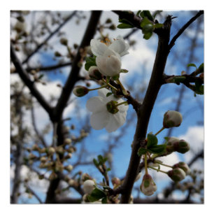 Póster Árbol en flor