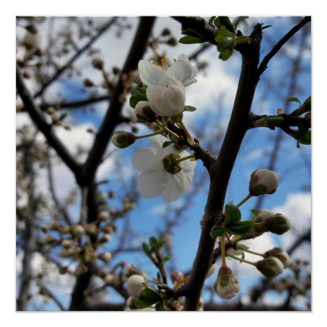 Póster Árbol en flor (Anverso)