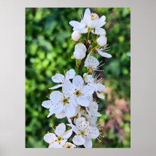 Póster Árbol en Flor en Primavera Rumania – Fotografía de