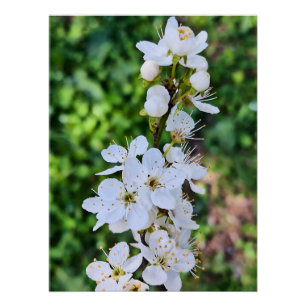 Póster Árbol en Flor en Primavera Rumania – Fotografía de
