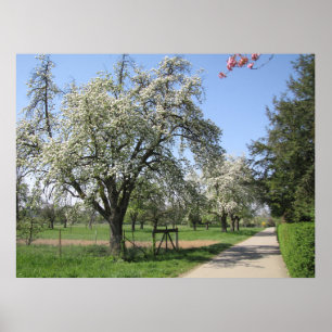 Póster Árbol en floración blanca