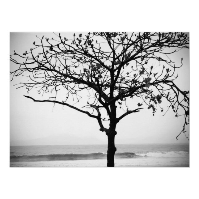 Póster Árbol en la playa, Santos, Brasil (Anverso)