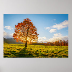 Póster Árbol en llamas