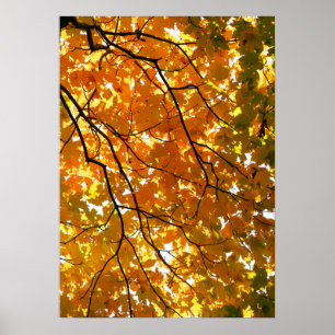 Póster Árbol en otoño