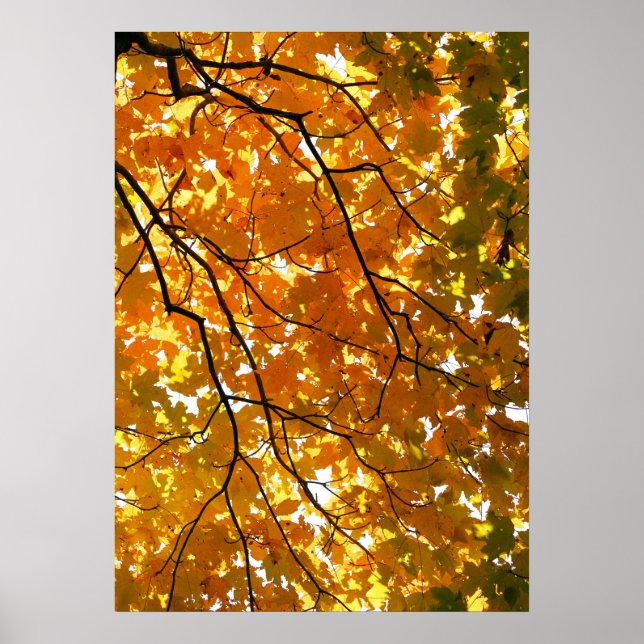 Póster Árbol en otoño (Frente)