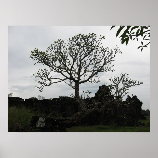 Póster Árbol en Tailandia (Frente)