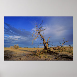 Póster Árbol Espina de Camello Muerto (Acacia Erioloba)