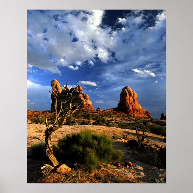 Póster Árbol espumoso (Frente)